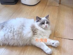 -猫咪派对(江南西店)