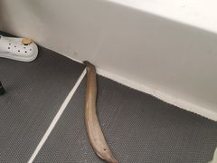 -小猫钓鱼海钓俱乐部(椰梦长廊店)