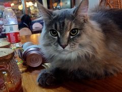 -蓝鲸·缅因猫舍