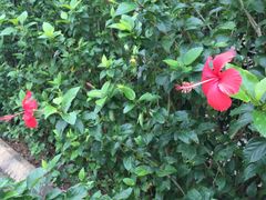 散步拍的花儿们（扶桑）-美视五月花高尔夫度假酒店(滨海西店)