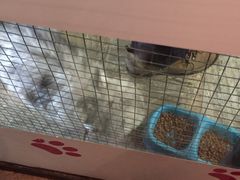 -猫咪博物馆(顶澳仔猫街店)