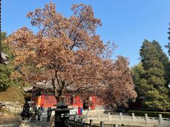 -香山公园