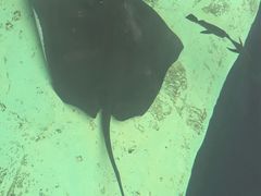 -瑞德姆美人鱼海底演艺主题餐厅(亚龙湾店)