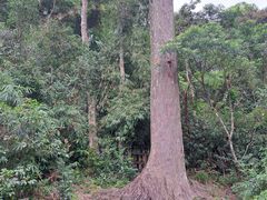 -海南热带雨林国家公园吊罗山景区
