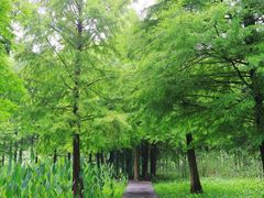 -溱湖国家湿地公园