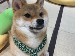 -逗柴咖啡屋·狗咖猫咖宠物桌游