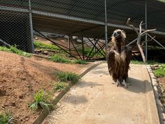 -西霞口神雕山野生动物世界