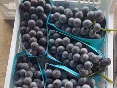 -马陆小张葡萄园农家乐