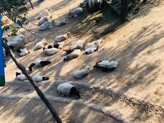 -石家庄市动物园