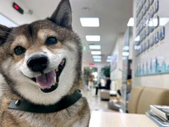 -美联众合动物医院·24h转诊中心