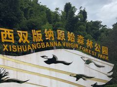 -西双版纳原始森林公园