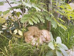 -自由生长植物工作室(深港花卉中心店)