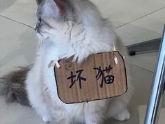 -怪兽屋·羊驼·猫咖·狗咖(俊华广场店)