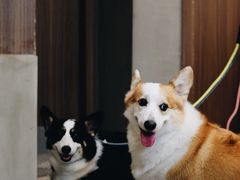 -Again Coffee Roaster(香蜜湖店)