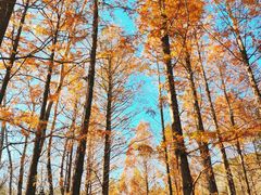 -白水寺森林公园