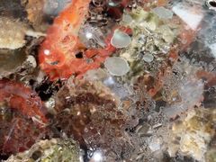 -大锅强·蒸海鲜青岛菜(吾悦广场店)