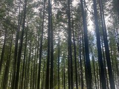 -塞罕坝国家级自然保护区