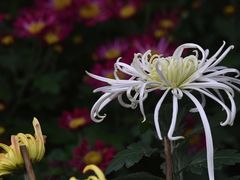 -上海共青森林公园