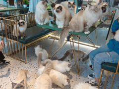 -喵喵咪呀布偶猫咖(春熙路店)