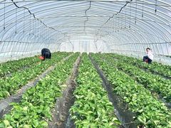 -喜杨洋草莓采摘园