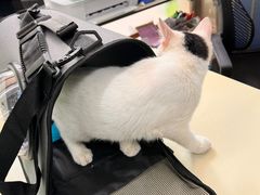 -瑞派动物医院·猫专科·至诚(江南中分院)