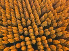 -黄海国家森林公园