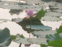 -新江湾城公园
