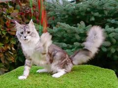 -70cat德文卷毛猫·缅因猫纯种猫舍