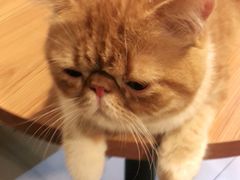 -平行世界·猫咖(首经贸店)