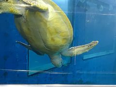 -太平洋海底世界