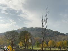 -千年银杏谷文化旅游区