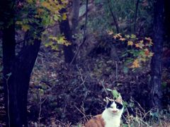 -北京西山国家森林公园