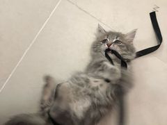 -纳吉亚猫专科动物医院博雅分院