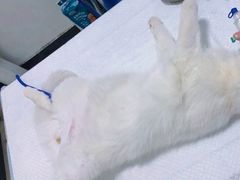 -灵美宠物诊所