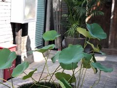 景观位-糖房咖啡(南锣鼓巷店)