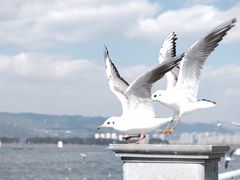 -海埂大坝