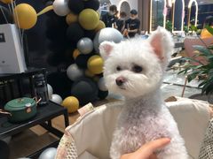 -宠福鑫康馨动物医院·骨科·眼科