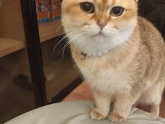 -MOCHA明星猫咖(田子坊店)