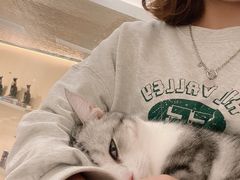 -飞行喵MR PILOT|猫舍·猫咖(静安大融城店)