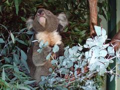 -费瑟代尔野生动物园