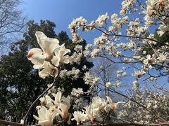 -徐家汇公园