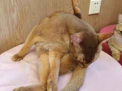 -MOCHA明星猫咖(田子坊店)