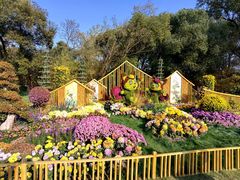 -上海共青森林公园