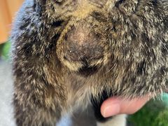 -艾贝尔宠物诊疗