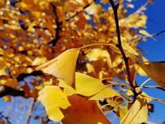 -遵化市禅林寺古银杏风景园