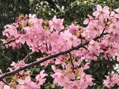 -新江湾城公园