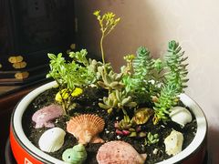 -龙大花卉苗木市场