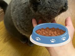 -艾贝尔宠物医院·24H转诊中心·肿瘤猫专科(江宁双龙店)
