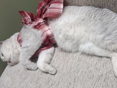 -藏猫猫咖啡主题馆(中央大道店)