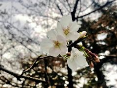 -武汉大学-樱园
